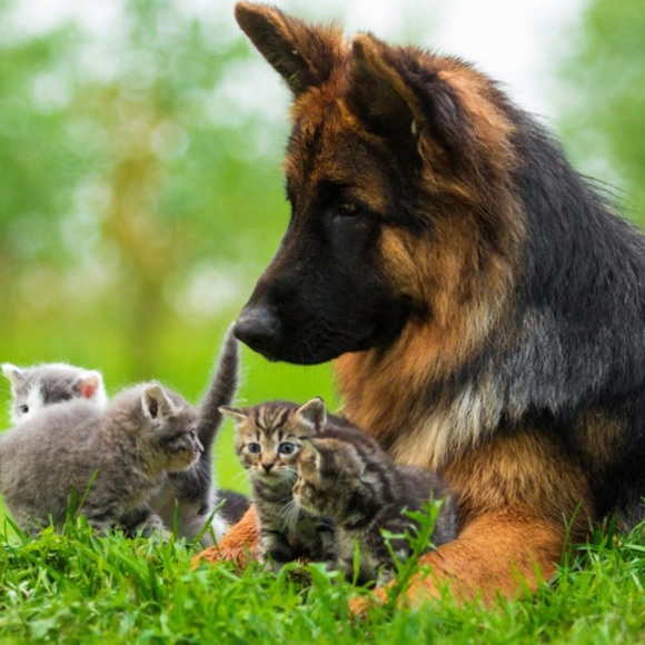 All Sales Benefit Animal Rescues and Shelters! - Picture 2 of 2